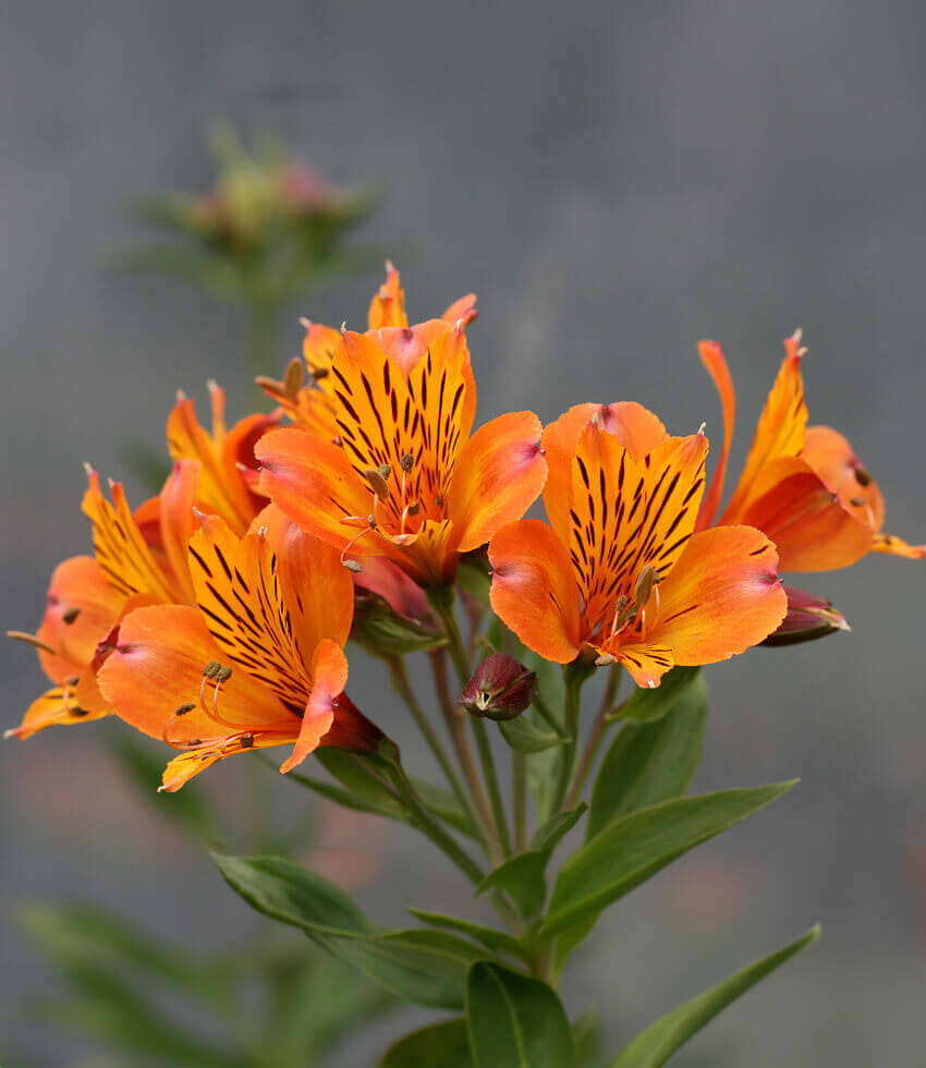 Alstroemeria The Third Harmonic Buy Online at Annie s Annuals