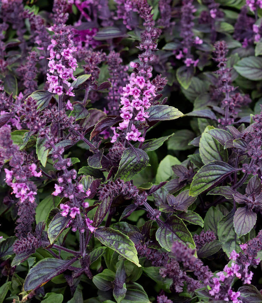 Basil African Blue Buy Online at Annie s Annuals