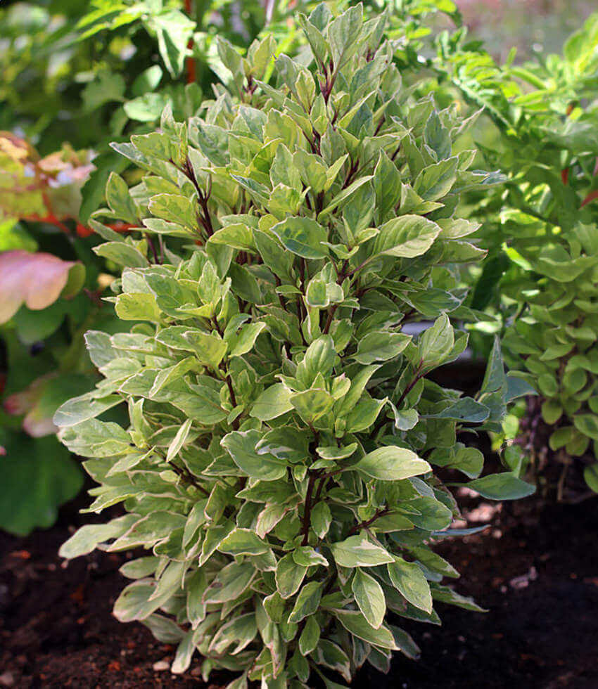 Basil Pesto Perpetuo Buy Online at Annie s Annuals