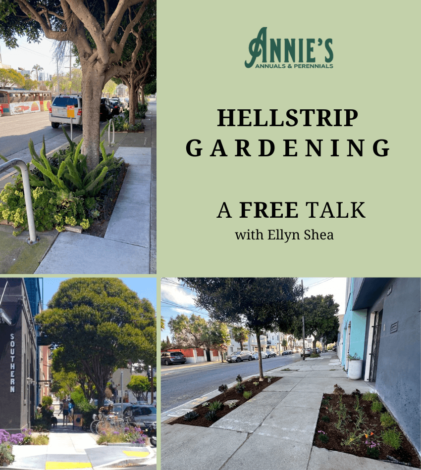 Annie's Annuals and Perennials Retail and Online Nursery, Buy Plants